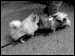 DSCN0968